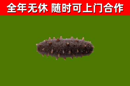 南投烟酒回收干海参.jpg